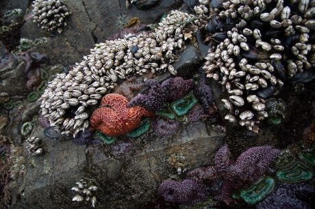 Cape Perpetua Marine Reserver