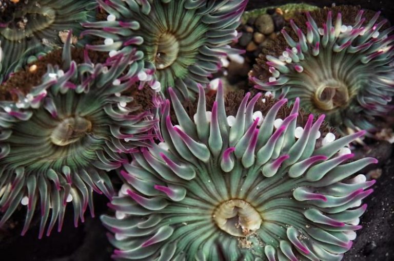 Tidepooling