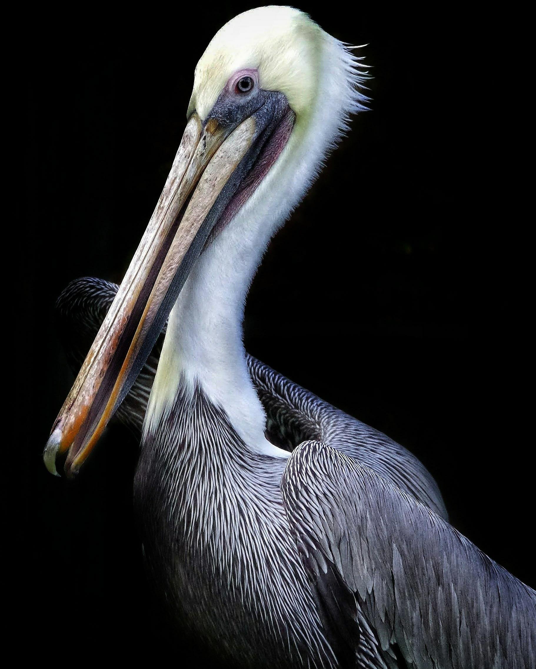 Brown Pelican